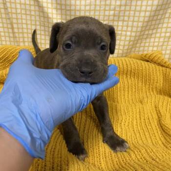 A611712 -  Pit Bull Terrier and Mixed Breed Dog for Adoption in Modesto, California - A611712 | PetCurious