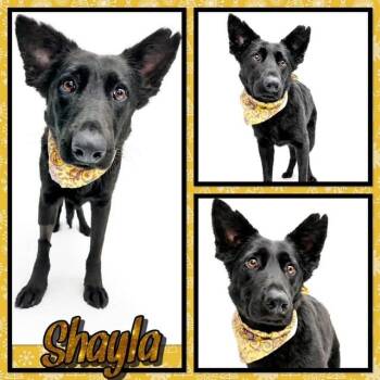 German Shepherd Dog Dogs Available for Adoption in Watauga, Texas - Shayla | PetCurious