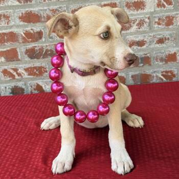 Rachel -  Labrador Retriever and Hound Dog for Adoption in Atlanta, Texas - Rachel | PetCurious