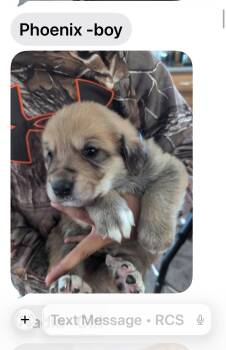 Rottweiler and Great Pyrenees Dogs Available for Adoption in Midway, Utah - Phoenix | PetCurious