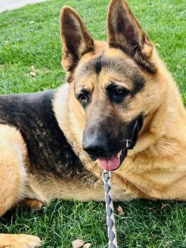Rescue German Shepherd Dog Dogs for Adoption in Irvine, California - Gus | PetCurious