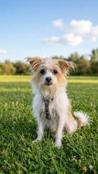 Wirehaired Terrier Dogs Available for Adoption in Brunswick, Ohio - Trixie | PetCurious