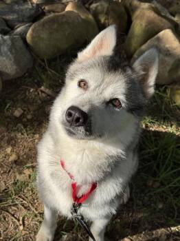 Justice -  Siberian Husky Dog for Adoption in Cumming, Georgia - Justice | PetCurious