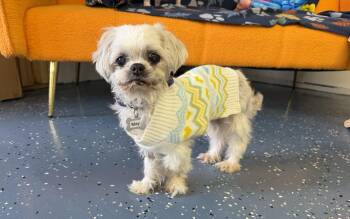 May -  Shih Tzu Dog for Adoption in Indianapolis, Indiana - May | PetCurious