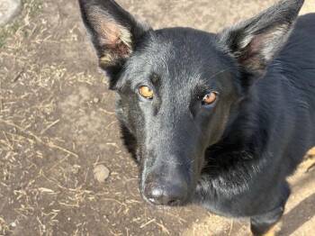 German Shepherd Dog Dogs Available for Adoption - TEMPERENCE | PetCurious