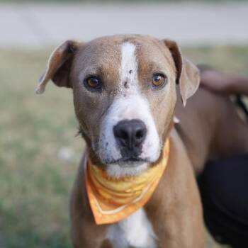 BLAZE -  American Staffordshire Terrier Dog for Adoption in San Antonio, Texas - BLAZE | PetCurious