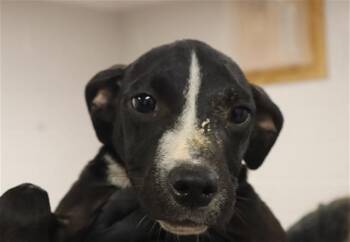ALEXIS -  Mixed Breed Dog for Adoption in Columbia, South Carolina - ALEXIS | PetCurious