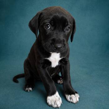Labrador Retriever and Hound Dogs Available for Adoption in Heber Springs, Arkansas - Fawn | PetCurious