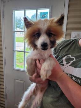 American Eskimo Dog and Pomeranian Dogs Available for Adoption in Linton, Indiana - Chancy | PetCurious