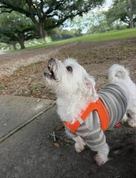 Maltese and Poodle Dogs Available for Adoption in Richmond, Texas - Charlie Puth | PetCurious