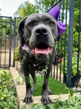 Cane Corso Dogs Available for Adoption in Redlands, California - Kuma | PetCurious