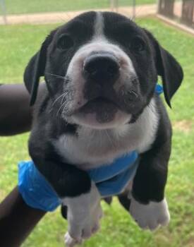 Castle -  Terrier and Mixed Breed Dog Available for Adoption in Shreveport, Louisiana - Castle | PetCurious