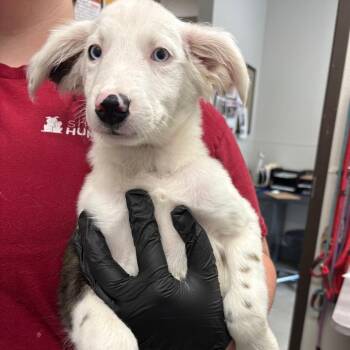 Turquoise -  Mixed Breed Dog for Adoption in Columbiana, Alabama - Turquoise | PetCurious