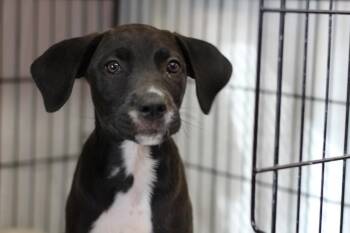 Coal -  Hound and Mixed Breed Dog for Adoption in Rockford, Illinois - Coal | PetCurious