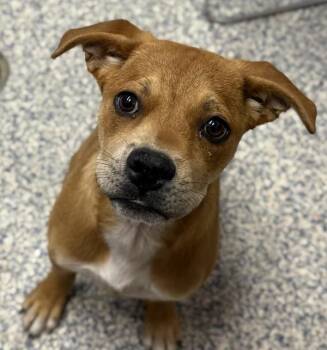 Australian Cattle Dog Blue Heeler Dogs Available for Adoption in Golden, Colorado - Pumpkin | PetCurious