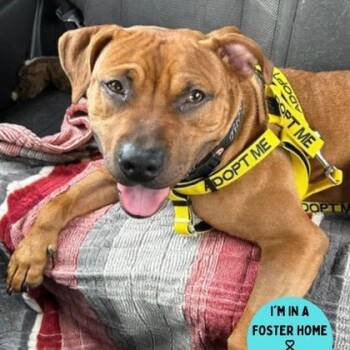 Rescue Pit Bull Terrier Dogs for Adoption in Philadelphia, Pennsylvania - Lemon | PetCurious