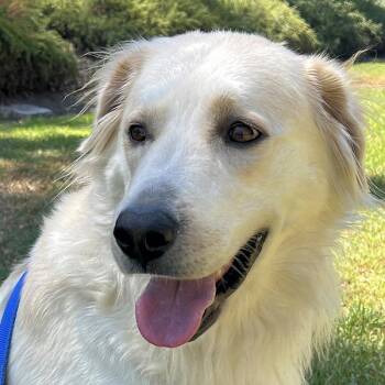 Lisa Marie -  Golden Retriever Dog for Adoption in Los Angeles, California - Lisa Marie | PetCurious