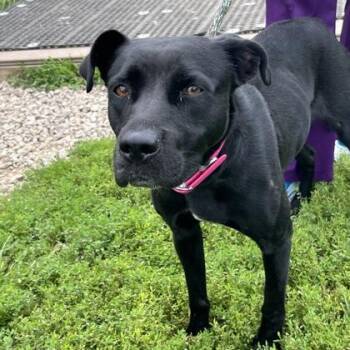 Rescue Mixed Breed Dogs for Adoption in Dubuque, Iowa - Magpie | PetCurious