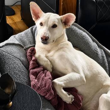 White German Shepherd and Carolina Dog Dogs Available for Adoption in Chatham, New Jersey - Bob | PetCurious