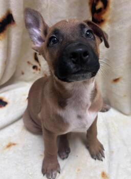 Swag -  German Shepherd Dog and Mixed Breed Dog for Adoption in Madison, Georgia - Swag | PetCurious