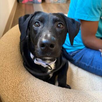 October -  Mixed Breed Dog for Adoption in New York, New York - October | PetCurious