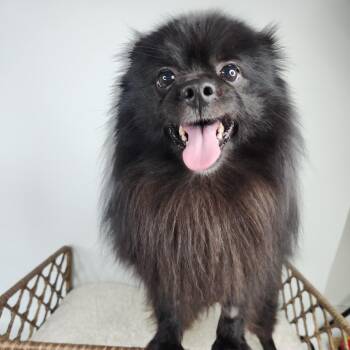 Huggy -  Pomeranian Dog for Adoption in Fort Wayne, Indiana - Huggy | PetCurious