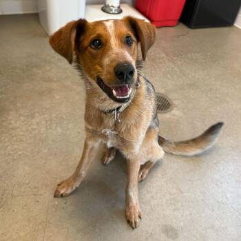 Cattle Dog Dogs Available for Adoption - Rhodi (Rodeo King (25-3Y-1)) | PetCurious