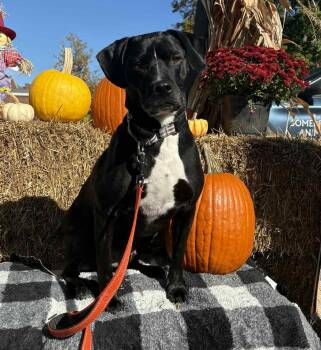 Rescue Retriever Dogs for Adoption in Bridgewater, New Jersey - Diesel | PetCurious