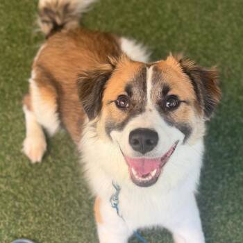 Maximus -  Mixed Breed Dog for Adoption in Asheville, North Carolina - Maximus | PetCurious