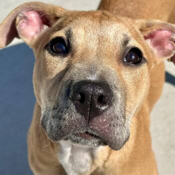Barney -  Mixed Breed Dog for Adoption in Matteson, Illinois - Barney | PetCurious