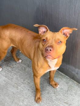 Souvenir -  Pit Bull Terrier Dog for Adoption in Chicago, Illinois - Souvenir | PetCurious
