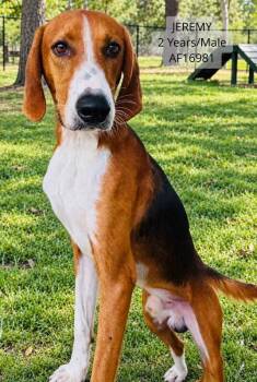Jeremy -  Treeing Walker Coonhound Dog for Adoption - Jeremy | PetCurious