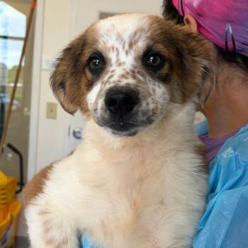Cattle Dog and Mixed Breed Dogs Available for Adoption in Nashville, Tennessee - He-Man | PetCurious