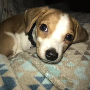 Annie -  Beagle and Mixed Breed Dog for Adoption in Palestine, Texas - Annie | PetCurious