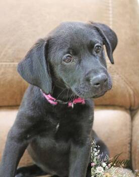 June Bug -  Labrador Retriever Dog for Adoption in South Kingstown, Rhode Island - June Bug | PetCurious