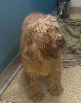 Charlie -  Goldendoodle Dog for Adoption in Sunderland, Maryland - Charlie | PetCurious