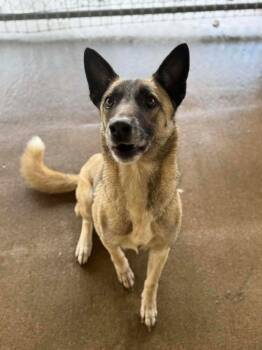 German Shepherd Dog Dogs Available for Adoption - Valcery | PetCurious