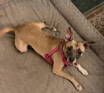 Whippet and Chihuahua Dogs Available for Adoption - WINNIE | PetCurious