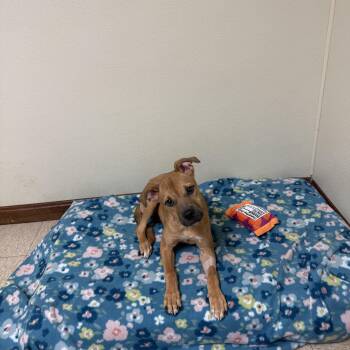 Dixie -  Boxer and Labrador Retriever Dog for Adoption in Douglas, Massachusetts - Dixie | PetCurious
