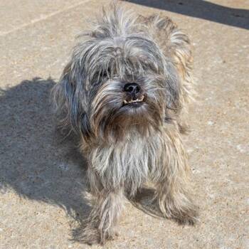 FRAZZLE -  Yorkshire Terrier and Cairn Terrier Dog for Adoption in St. Louis, Missouri - FRAZZLE | PetCurious