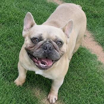 Fisher -  French Bulldog Dog for Adoption in Pelham, New Hampshire - Fisher | PetCurious