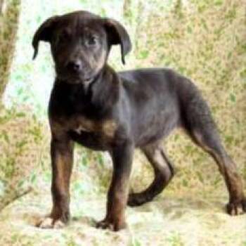 Percy -  Labrador Retriever and Mixed Breed Dog for Adoption in Wilmington, Delaware - Percy | PetCurious