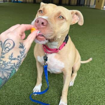 Tonka -  American Bulldog Dog for Adoption in West Palm Beach, Florida - Tonka | PetCurious