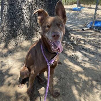 Captain -  German Shepherd Dog and Mixed Breed Dog for Adoption in Riverside, California - Captain | PetCurious