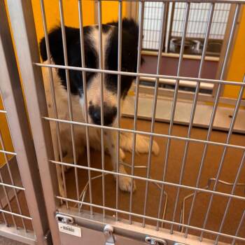Border Collie and Mixed Breed Dogs Available for Adoption in Norman, Oklahoma - Ellison | PetCurious