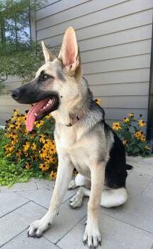 PUPPY RAQUEL -  German Shepherd Dog Dog for Adoption in Franklin, Tennessee - PUPPY RAQUEL | PetCurious