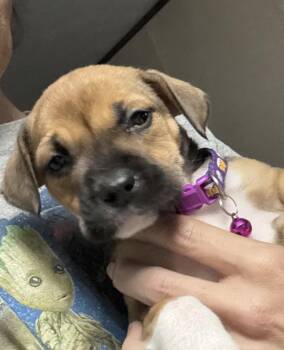 Fontana (lake litter) -  Pit Bull Terrier and Black Mouth Cur Dog for Adoption in Holly Springs, North Carolina - Fontana (lake Litter) | PetCurious