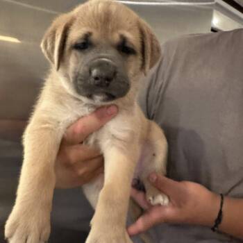 Mastiff and Australian Cattle Dog Blue Heeler Dogs Available for Adoption in Agua Dulce, California - Orange | PetCurious