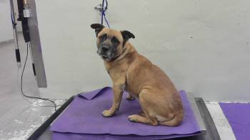 Black Mouth Cur and Mixed Breed Dogs Available for Adoption in Houston, Texas - MURRAY | PetCurious