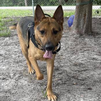 Aladdin 29714 -  Shepherd Dog for Adoption in Middleburg, Florida - Aladdin 29714 | PetCurious